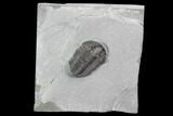 Calymene Niagarensis Trilobite - New York #99036-1